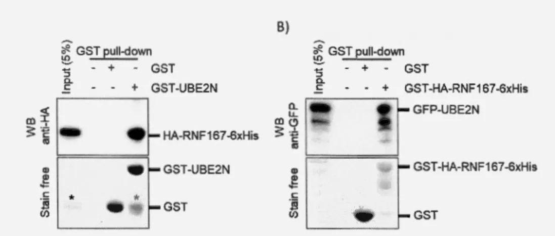 Figure 3.4. Essai d'interaction in  vitro par GST pull-down entre RNF167 et UBE2N. A) Les protéines  GST-UBE2N ou GST ont été liés  sur de la résine Glutathion Sepharose