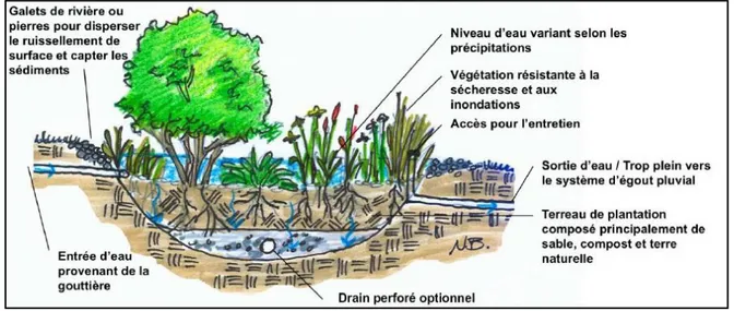 Figure 3.9 : Jardin d’eau de pluie (tiré de : GLU, 2010, p. 28) 