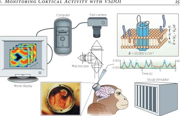 Figure 1: Schematic view of a VSDOI set-up. Reproduced from Grinvald and Hildesheim