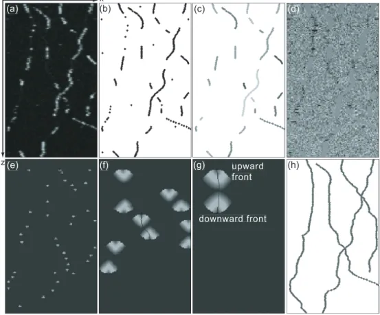 Fig. 4. Illustration of the association process. The motion of four Brownian particles has been simulated along a single line of a synthetic image stack