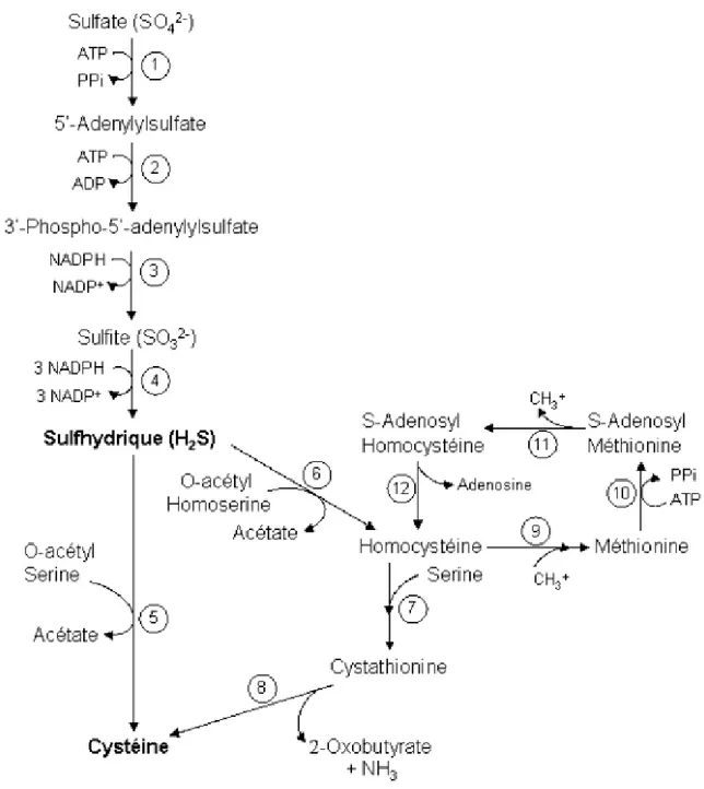Figure A-2. Biosynthèse des acide aminés soufrés L-cystéine et L-méthionine à partir du 