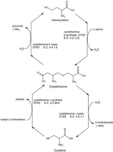 Figure A-3. Voie de trans-sulfuration entre l’homocystéine et la cystéine. Chez 