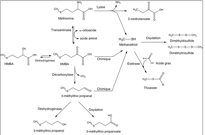 Figure A-5. Catabolisme de la L-méthionine et production de composés soufrés volatils
