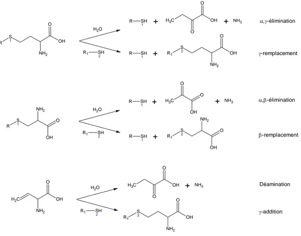 Figure A-6. Types de réactions catalysées par la méthionine  γ-lyase (adapté de Tanaka et col., 