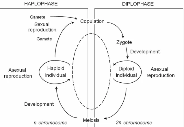 Fig. 1.1. Life cycle of a diploid organism (Abrosov &amp; Bogolyubov 1988). 