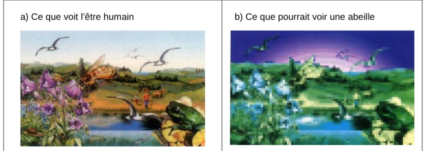 Figure  2.6 : Comparaison entre la vision humaine et celle d’une abeille 