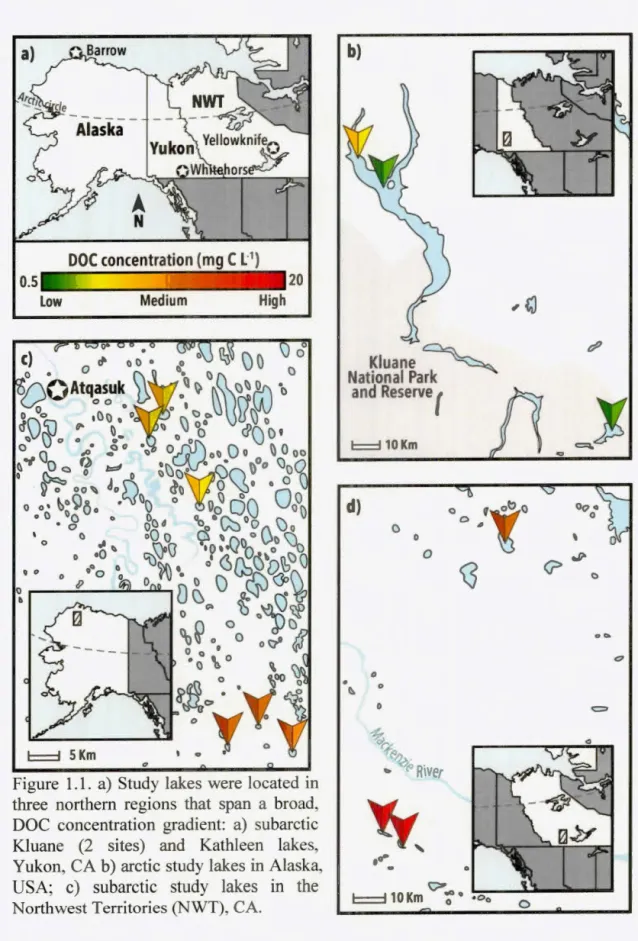 Figure  1.1.  a)  Study lakes  were  located  in  three  northem  regions  that  span  a  broad,  DOC  concentration  gradient:  a)  subarctic  Kluane  (2  sites)  and  Kathleen  lakes,  Yukon, CA b)  arctic study lakes in Alaska,  USA;  c)  subarctic  stu