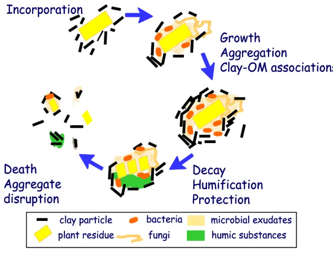 Fig. I-5. Schéma de l’interaction entre la décomposition de la matière organique et la 