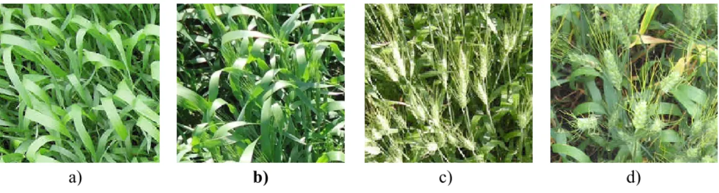 Figure 6 Photos des plants de blés en a) élongation de la tige au jour 170 (18 juin 2012), b) apparition de l’épi dans la gaine et  fin de l’élongation de la tige au jour 176 (24 juin), c) épiaison au jour 189 (7 juillet 2012) et d) mûrissement au jour 198