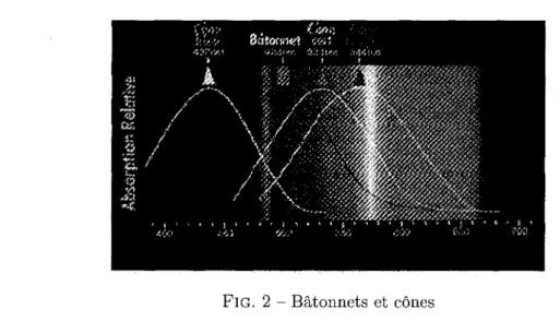 FIG. 2 - Batonnets et cones 