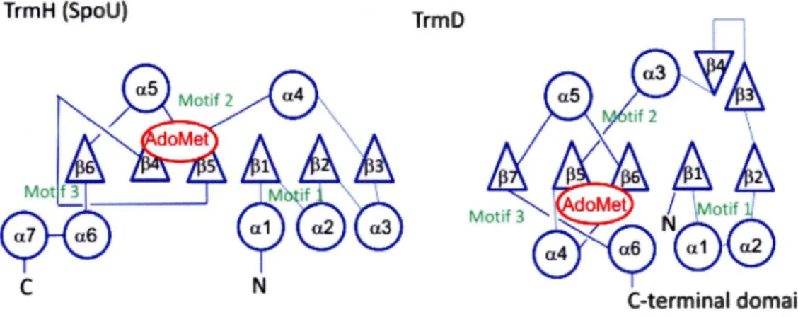 Figure  1.3.  Structure  topologique  des  domaines  catalytique  de  la  protéine  TrmH  (SpoU)  et  TrmD