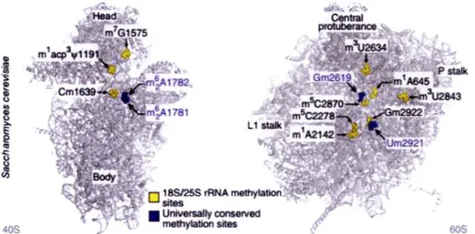 Figure 1.4.  Sites de méthylation del' ARNr chez la levure. L'étude de  la structure du  ribosome  a révélé  la distribution  spatiale des  méthylations  de  l' ARNr  dans  la  petite  (gauche)  et la grande (droite)  sous-unité du  ribosome  (Figure tirée