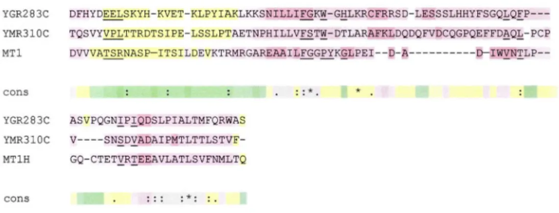 Figure  1.7.  Alignement  multiple  de  la  séquence  du  nœud  a!P  des  protéines  YGR, 