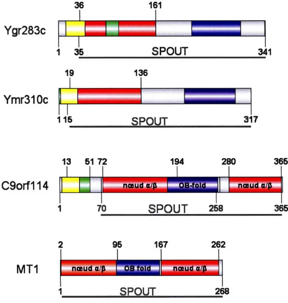Figure  1.8.  Représentation  schématique  des  domaines  fonctionnels  des  protéines  YGR,  YMR,  leur  homologue  humain  C9orfl 14  et  leur  homologue  chez  les  archéobactéries MTl