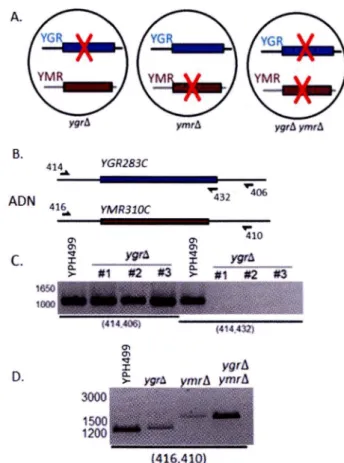 Figure 3.1.  Construction des souches  ygr~, ymr~ et ymr~ ygr~. A.  Les délétions ont  été  effectuées  par  recombinaison  homologue  en  remplaçant  les  ORF  YGR283C  et  YMR310C  par  le  gène  de  sélection  TRP 1  et  HIS3,  respectivement