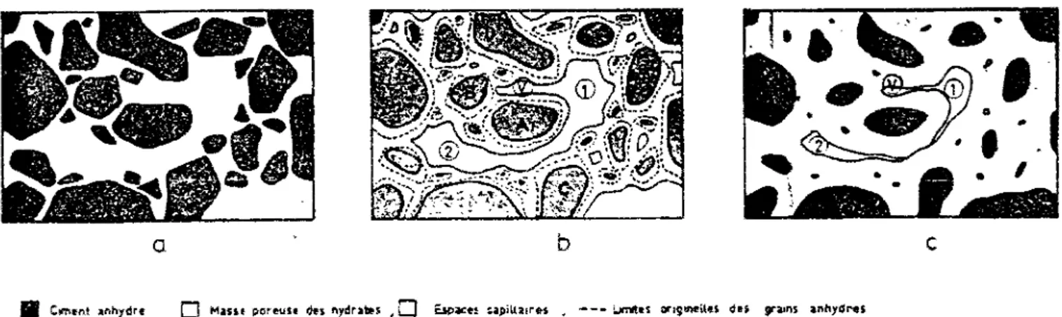 Figure 1.4. Évolution de la structure d'une pâte de ciment au cours de l'hydratation  (tiré de [GRANJU 1974])  -a  •  a