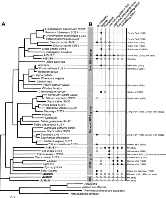 Figure 1.7. Comparaison des séquences d’acides aminés et des profils d’expression des saccharose synthases (repris de