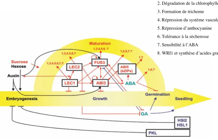 Figure 1.11. Modèle proposé des interactions génétiques et moléculaires dans le réseau  de  régulation  impliqué dans le