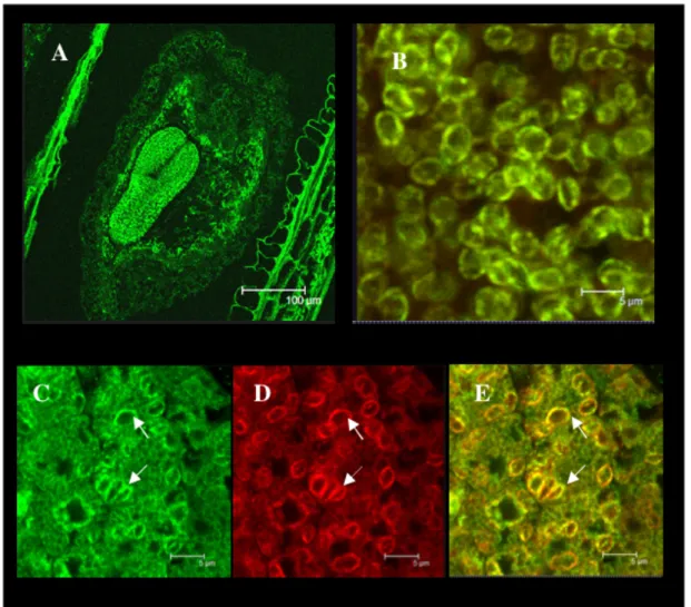 Fig. 3. E37 protein immunolocalisation in developing Arabidopsis seeds.