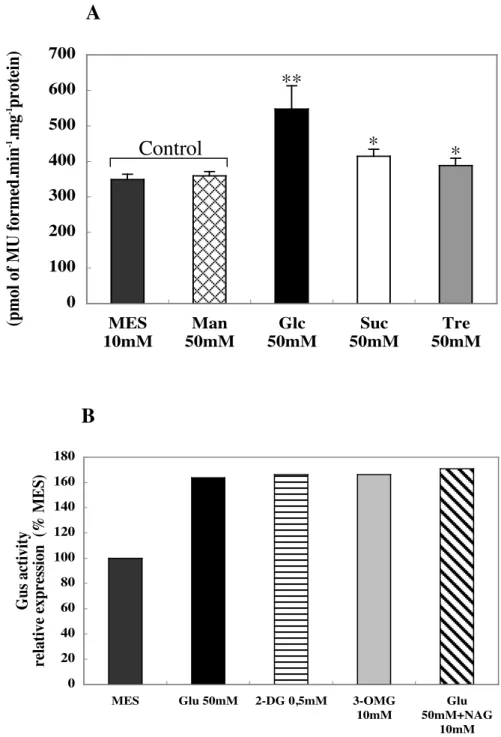 Figure  3.2.    (A)  Effects  of  sugars  on  expression  of  Pro SUS2 ::uidA  in  15  DAF  siliques
