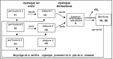 Figure 4 : schéma de principe du modèle de biodégradation de la matière organique HSB (Billen et Servais, 1989) 