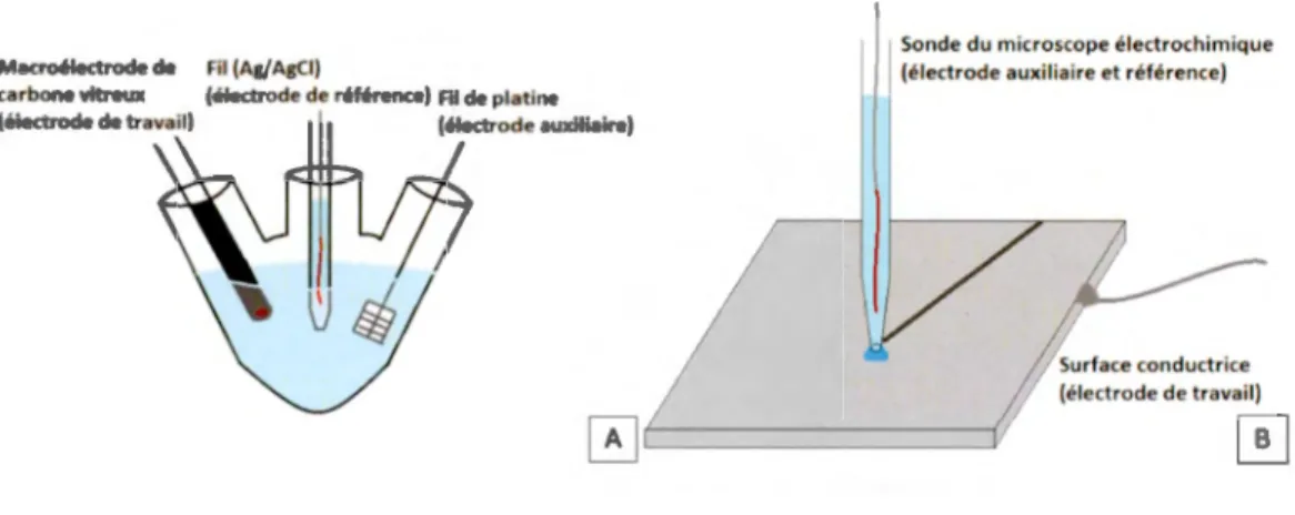 Figure 1.1  Types  de  systèmes électrochimiques utilisés  dans  ce  projet.  (A)  le  schéma  représente  une  cellule  électrochimique  macroscopique  à  trois  électrodes