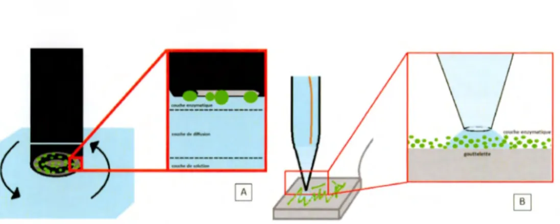 Figure  1.8  Images  comparatives  entre  deux  systèmes  d'études  enzymatiques. 