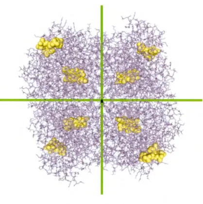 Figure 1.10  Structure homotétramérique de  la  catalase du  foie  bovin.  Les  liens  peptidiques et les chaînes latérales sont montrés sous forme de bâtonnets mauves
