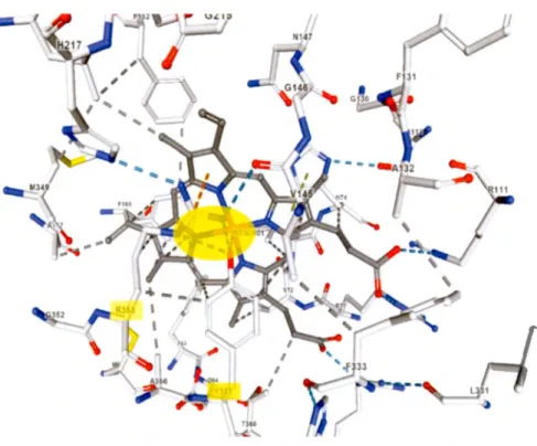 Figure  1.11  Stabilisation du cofacteur hème par les résidus Tyr357 et Arg353. Les  interactions  organométalliques  et  les  ponts  hydrogènes  qu ' impliquent  cette  stabilisation sont encerclés en jaune