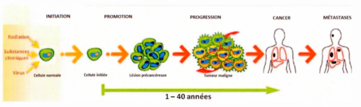 Figure  1.1  Étapes  de  la cancérogenèse.  Des  agents  cancérigènes  affectent une  cellule  normale