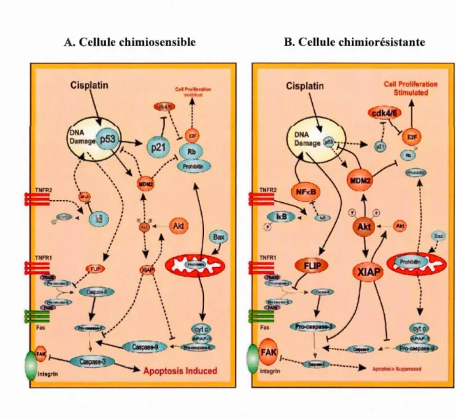 Figure 1.3 Modèle hypothétique de chimiosensibilité et de chimiorésistance et dans des  cellules  du  cancer  de  l ' ovaire  humain