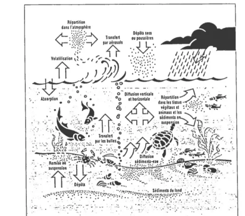 Figure 8 - Circulation des substances toxiques dans le milieu aquatique