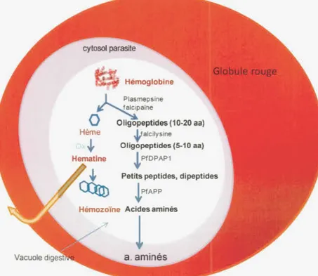 Fig.  1.4: Diagramme de la dégradation de l'hémoglobine et de formation d 'hémozoïne  par  le  Plasmodium