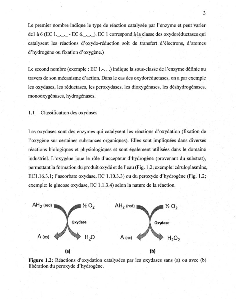 Figure  1.2:  Réactions d'oxydation catalysées par les  oxydases  sans  (a)  ou avec  (b)  libération du peroxyde d'hydrogène