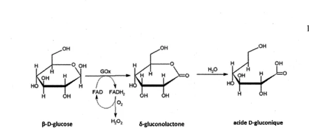 Figure 1.8:  Réaction d'oxydation du glucose catalysée par la glucose oxydase 