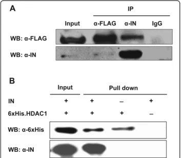 Fig. 2 a, FLAG-HDAC1 co-immunoprecipitated with the