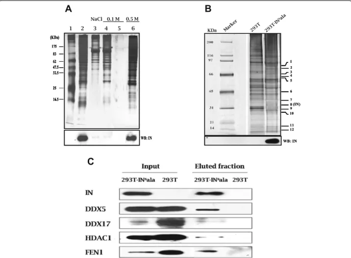 Fig. 1 Identification of HIV-1 IN-associated proteins. A biotinylated DNA fragment corresponding to a part of the U3-LTR of CasBrE MuLV was immobilized on streptavidin-coupled magnetic beads