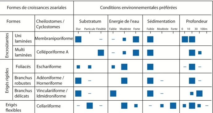 Figure  2-2:  Terminologie  des  formes  de  croissances  simplifiées  des  zoécies  pour  les  Bryozoaires  Cheilostomes (zooïdes avec extrémités sub terminales) et Cyclostomes (zooïdes avec extrémités terminales)