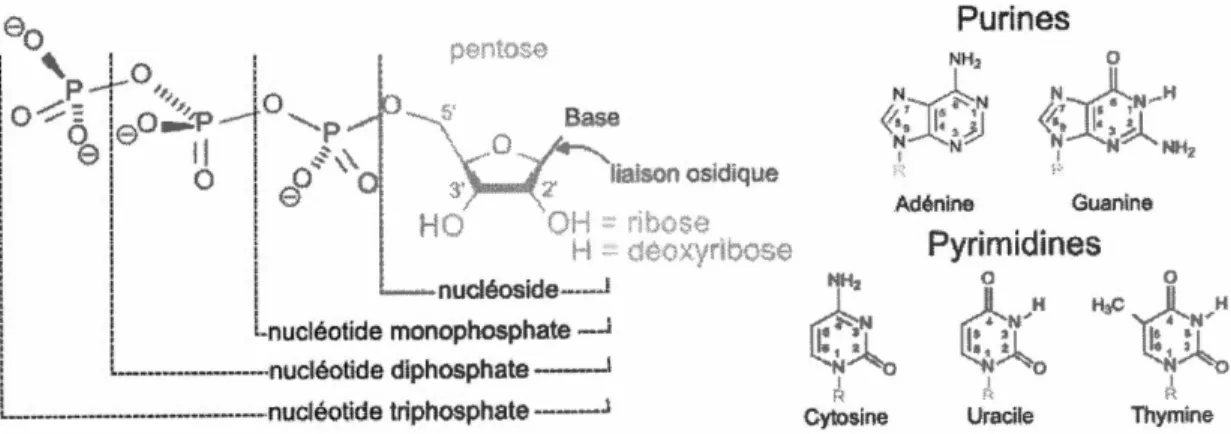 Figure  1.3  Structure des  différents nucléotides.  Source  : https:  1  /fr. wikipedia