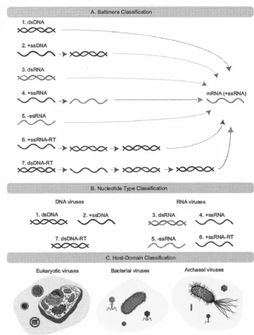 Figure  1.6  Divers  systèmes  de  classification  virale.  Source  (Mahmoudabadi  et 