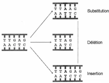 Figure  1. 7  Principaux types  de  mutations  génétiques 