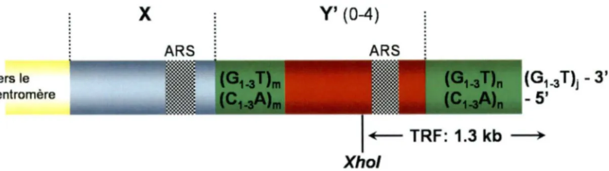 Figure 1. Structure générale d'un télomère de S.  cerevisiae. 