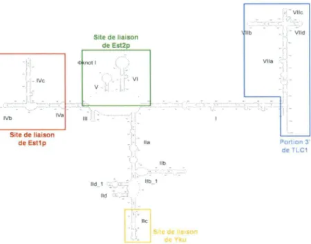 Figure 2.  Structure secondaire de /'ARN de la télomérase de levure.  La  structure  proposée  par  Dandjinou  et al.,  2004,  comprend  sept  hélices  numérotées de  1  à VI  1  qui  peuvent être subdivisées en  segments