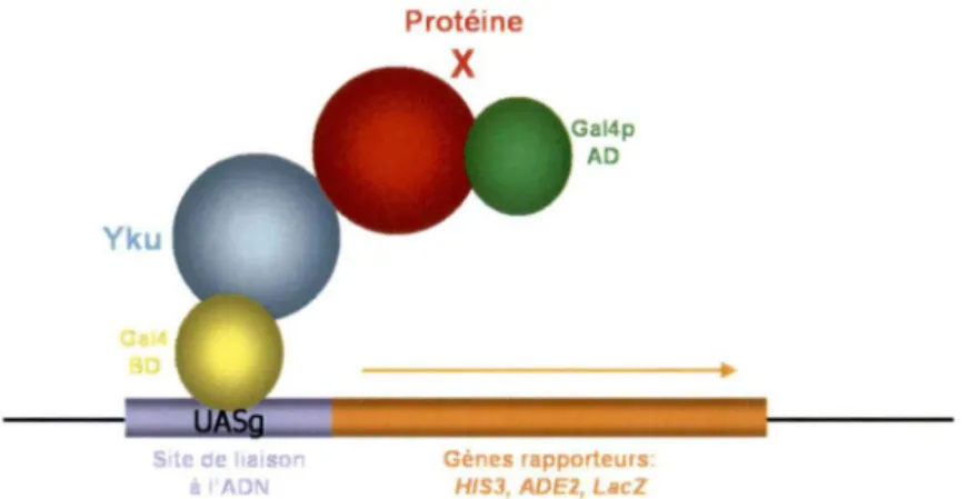 Figure 4.  Stratégie utilisée pour la  détection  de protéines interagissant 