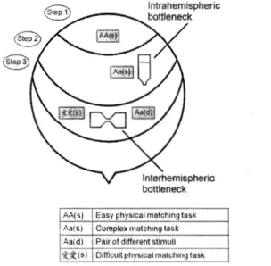 Figure 2.4. The intra and interhemispheric bottlenecks.  In any Dimond task, it is  expected that earl y visual processing will first occur in primary visual cortex ( step 1)