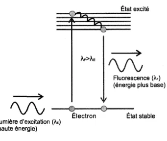 Figure 2.1.1 Principe de fluorescence 