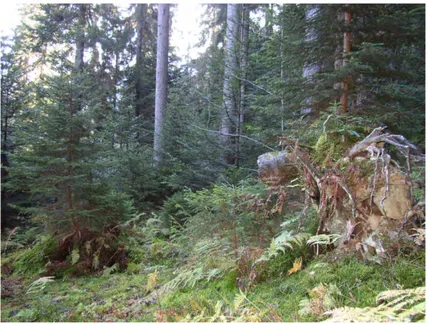 Fig. 2.1: Placette en mélange Sapin-Epicéa. Forêt de Queige, massif du Beaufortain, Alpes du Nord, France, 45 ◦ 41 0 57 00 N − 6 ◦ 27 0 30 00 E , 1358m d’altitude.