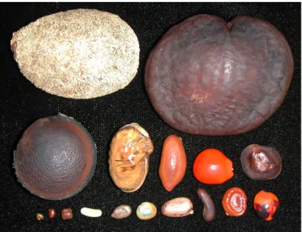 Fig. 2.13: Différences entre espèces pour la taille et la forme des graines. Source :