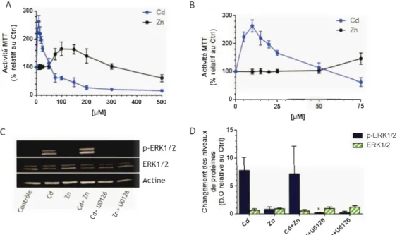 Figure 3.1  : Effet d'hormèse sur l' activité MTT induit par  le Cd et  le  Zn  et stimulation de  la  phosphorylation de ERK 1/2