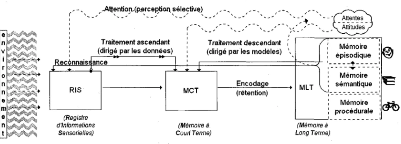 Figure 3.1 - Processus cognitif selon l'approche STI  [MASSON,  2003] 